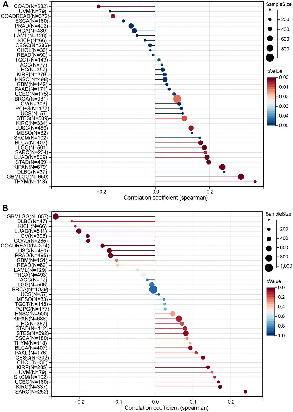 Correlation between MRPS23 expression and TMB and MSI. (A) Analysis of the correlation between MRPS23 and TMS in pan-cancer. (B) Analysis of the correlation between MRPS23 and MSI in pan-cancer.