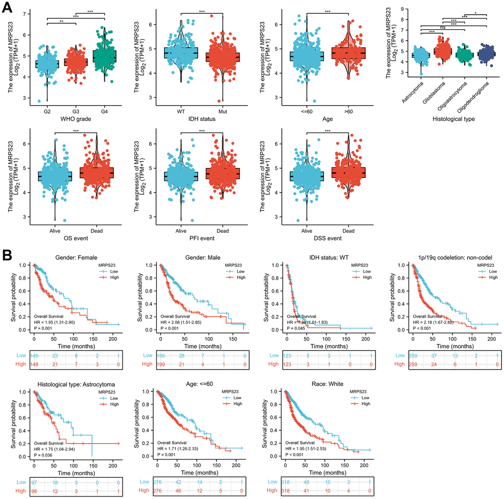 MRPS23 is correlated with clinical characteristics and prognosis in glioma. (A) The correlation between MRPS23 and clinical characteristics in glioma, including WHO grade, IDH status, age, histological type, OS event, DSS event, and PFI event. (B) The prognosis of MRPS23 in glioma.