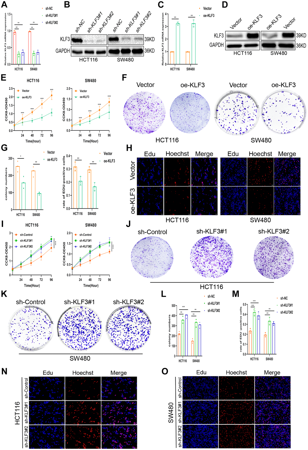 KLF3 expression is associated with proliferation in CRC cells. (A–D) The efficacy of knockdown and oe-KLF3 in HCT116 and SW480 CRC cells were evaluated. (E–O) Inhibition and promotion of cellular proliferation induced by KLF3 overexpression and knockdown, respectively, shown by CCK-8, EdU, and colony formation assays. Scale bars: 50 μm. *P