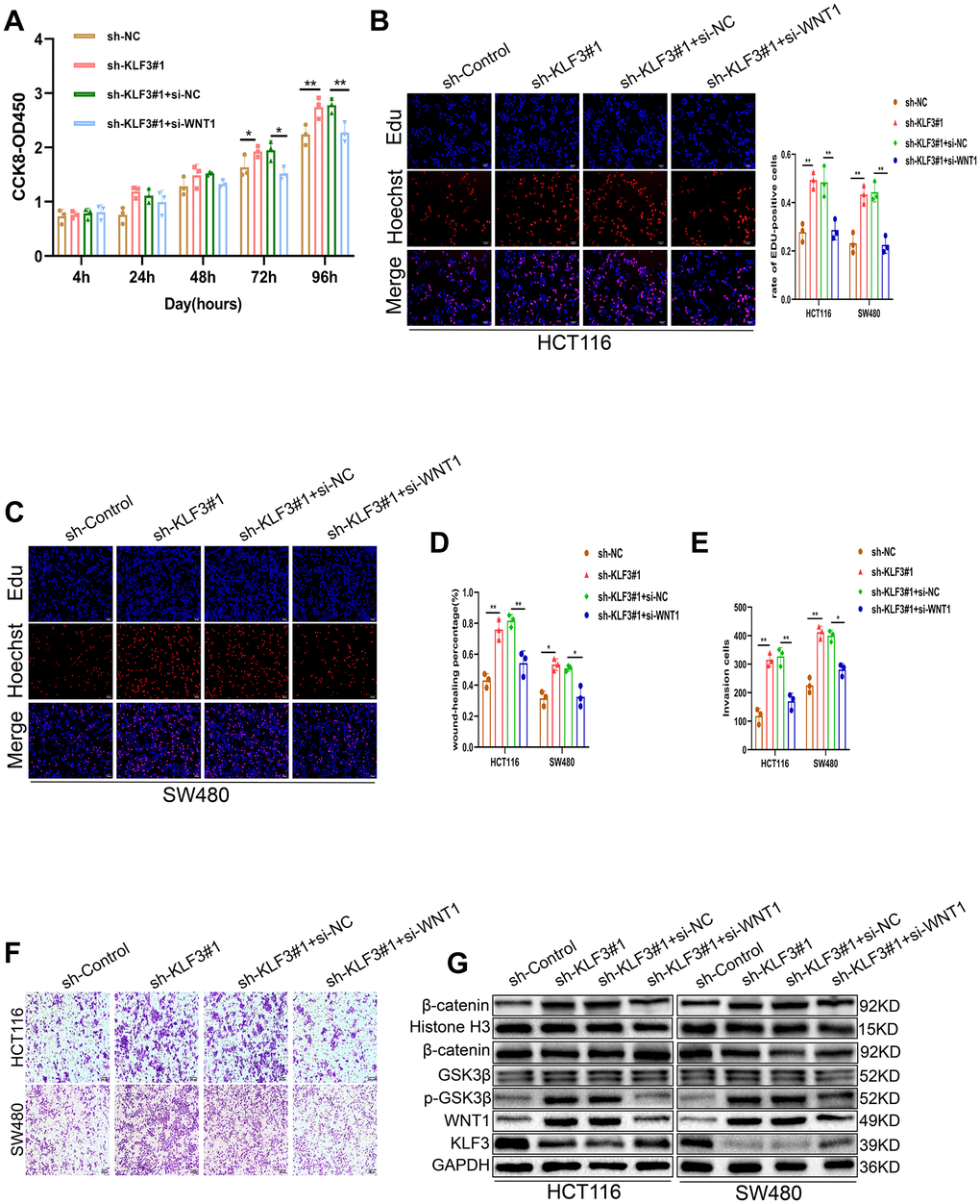 WNT1 knockdown partially reverses the increased proliferation and invasion induced by sh-KLF3 transfection in CRC cells. (A–C) CRC cells were transfected with sh-KLF3 prior to silencing using si-WNT1. Cell growth was measured by CCK-8 and EdU assays. (D–F) Cells were transfected with sh-KLF3 with or without si-WNT1 and assessed by wound healing and Transwell assays. (G) Levels of markers associated with the WNT/β-catenin axis, including GSK3β, p-GSK3β (Ser9), and β-catenin were reduced in KLF3-knockdown cells harboring si-WNT1. Data were analyzed by t-tests. Scale bars: 100 μm, 200 μm. *P