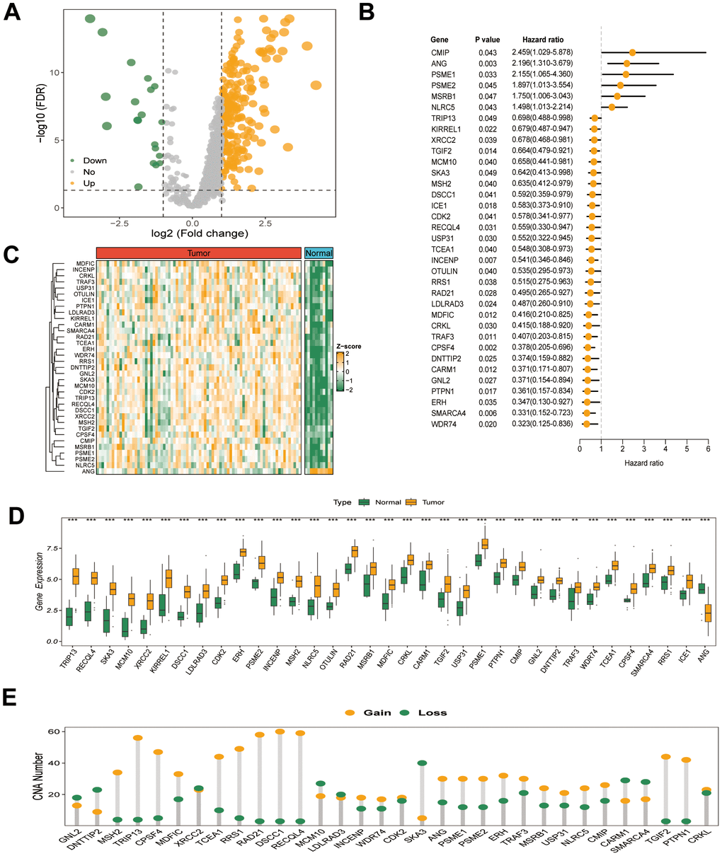 (A) Volcano plot of the differential expression of 270 GRTTKs between tumor and normal samples in the TCGA-ESCC cohort. (B) Univariate Cox regression analysis of 35 GRTTKs and prognosis in ESCC. (C) Heatmap displayed displaying the differential expression of 35 GRTTKs between tumor and normal samples. (D) Boxplots of the differential expression of 35 GRTTKs between tumor and normal samples. (E) Copy number variation (CNV) of 35 GRTTKs in ESCC.