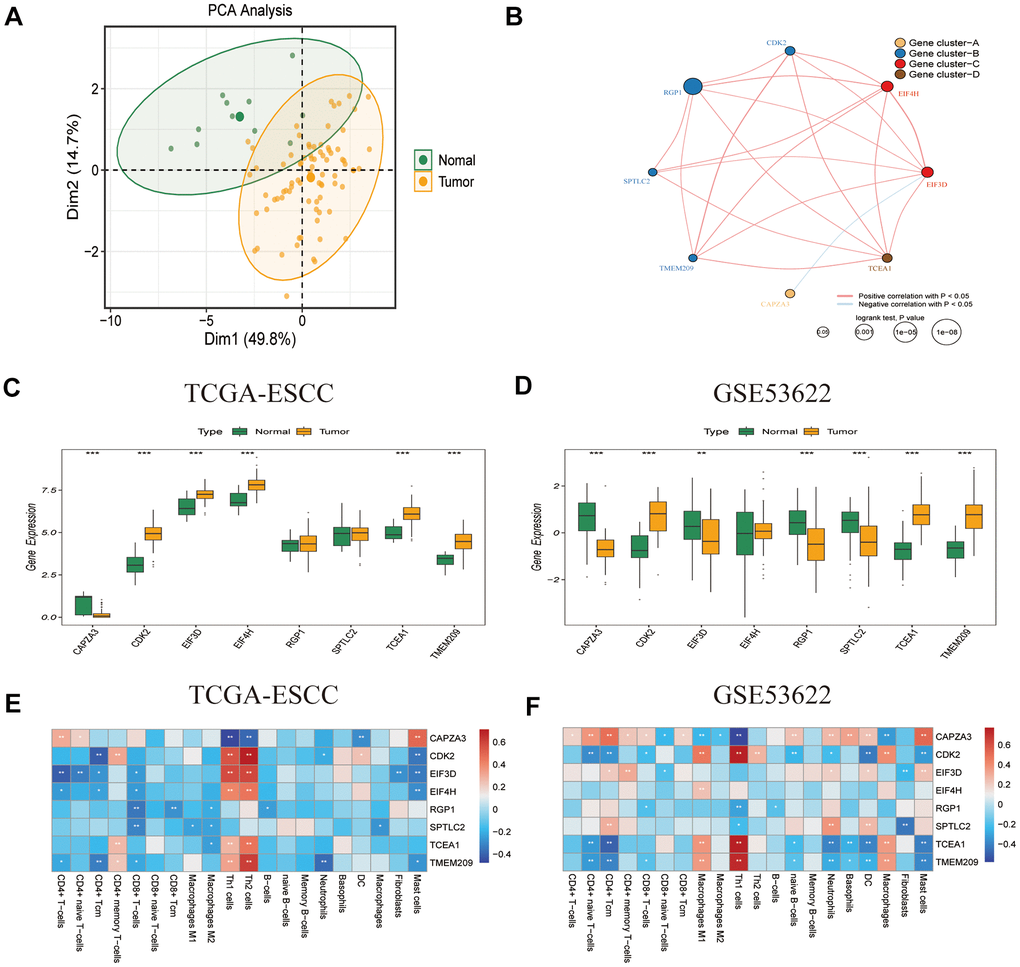Characteristics of prognostic GRTTK in TCGA-ESCC and GSE53622. (A) PCA separated tumor samples from normal samples based on GRTTK. (B) The correlation network revealed internal connections among the eight prognostic GRTTKs. (C, D) Box plots depicting the differential expression between tumor and normal samples among the eight genes in TCGA-ESCC and GSE53622. (E, F) Pearson’s correlation coefficients between the expression of the eight genes and various immune cells in TCGA-ESCC and GSE53622.