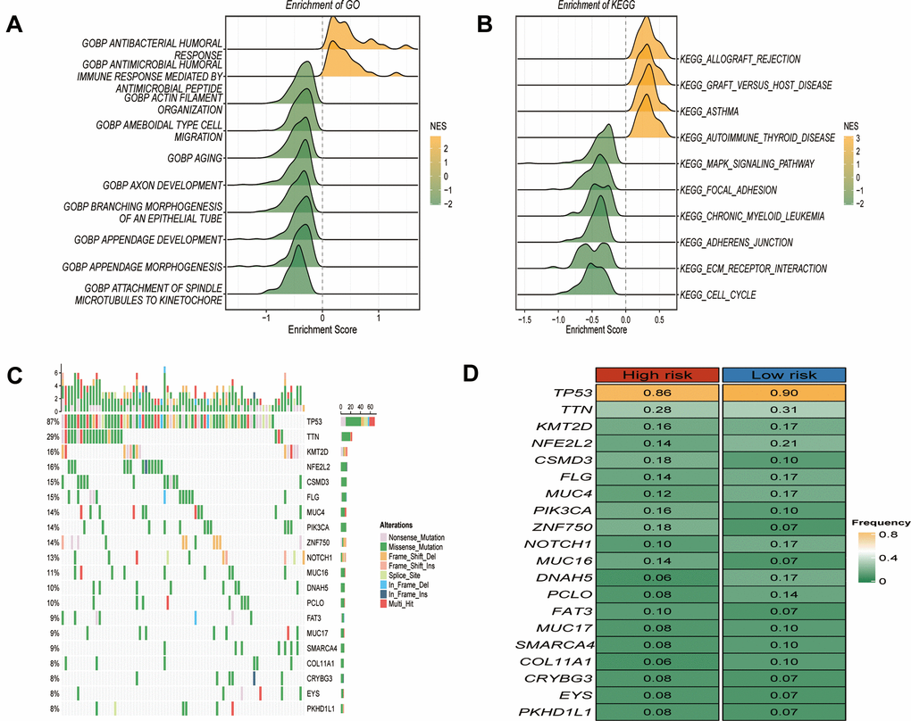 Functional enrichment and somatic mutations related to GRTTK patterns. (A, B) GO and KEGG enrichment analysis of differentially expressed genes between high and low risk group. (C) Waterfall plot illustrating the overall mutation landscape in ESCC. (D) Graphical representation contrasting somatic mutation frequencies between high and low risk groups.