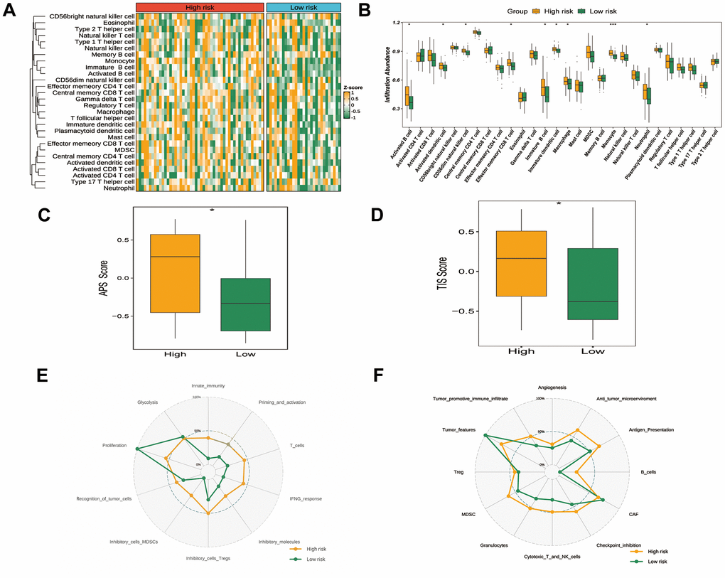 Tumor immune microenvironment and status in different GRTTK groups. (A) A heatmap exhibiting ssGSEA enrichment scores for 28 immunogenic cell type markers, stratified by high- and low-risk groups as per the GRTTK prognostic model. (B) Relative abundance of infiltrating cell types differed across different risk groups based on GRTTKs. (C) Assessment and contrast of antigen presentation potential between high- and low-risk groups, stratified using the GRTTK prognostic signatures. (D) Contrast of TIS scores between high-risk and low-risk patient groups. (E, F) Radar chart depicting divergence in immune cycle gene set enrichment between risk groups based on the GRTTK model.