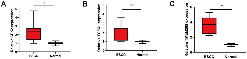 Validation the differential expression of GRTTK in ESCC tissues. (A–C) Differential expression levels of CDK2, TCEA1 and TMEM209 in ESCC and normal tissues.