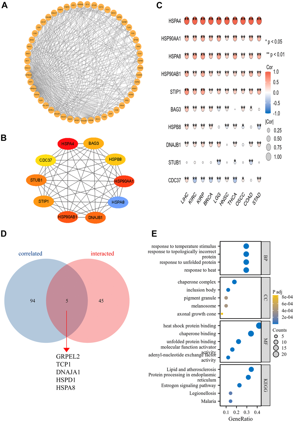 The PPI network and functional enrichment analysis of HSPA4. (A) The PPI network of HSPA4. (B) The top ten hub genes in the PPI network. (C) Heatmap of hub genes correlated with HSPA4 across ten cancers. *p D) Cross-analysis was conducted between HSPA4-correlated genes and intersection genes. (E) GO/KEGG pathway enrichment for HSPA4 and its interacting genes.