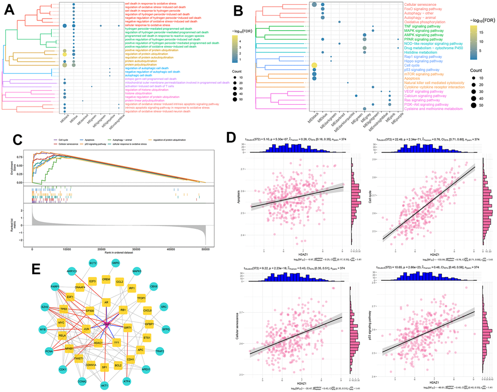 Biological functions and signaling pathways involved in the significant regulatory modules of H2AZ1. (A) Clustered bubble plot showing biological functions significantly regulated by H2AZ1. (B) Clustered bubble plot showing signaling pathways significantly regulated by H2AZ1. (C) Gene set enrichment analysis map showing signaling pathways significantly activated by H2AZ1. (D) Correlation between H2AZ1 expression and apoptosis, cell cycle, cell senescence, and the p53 signaling pathway gene set. (E) Network of H2AZ1 regulating cellular response to oxidative stress through transcription factors.