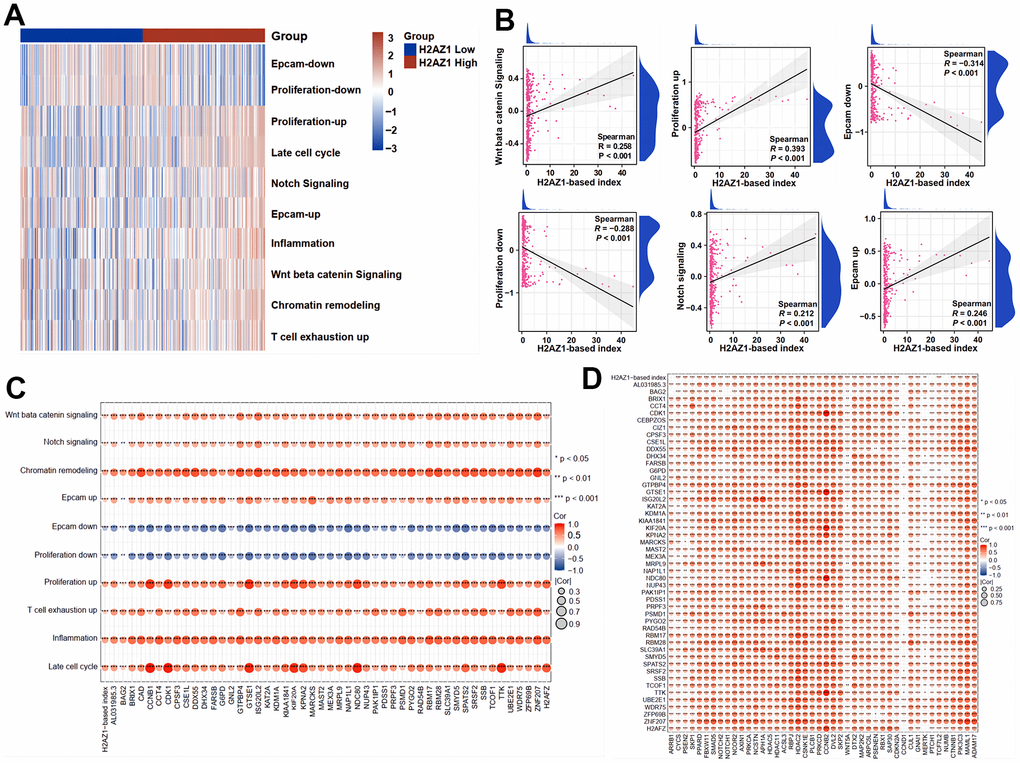 Expression of stemness-related pathway scores in high and low H2AZ1-based index groups. (A) Heat map showing the expression of stemness-related pathway scores in high and low H2AZ1-based index groups. (B) Scatter plot showing the correlation between H2AZ1-based index and tumor stemness-related pathway score. (C) Bubble chart showing the correlation between H2AZ1-based index genes and tumor stemness-related pathway scores. (D) Bubble chart showing the correlation between H2AZ1-based index genes and tumor stemness-related genes.