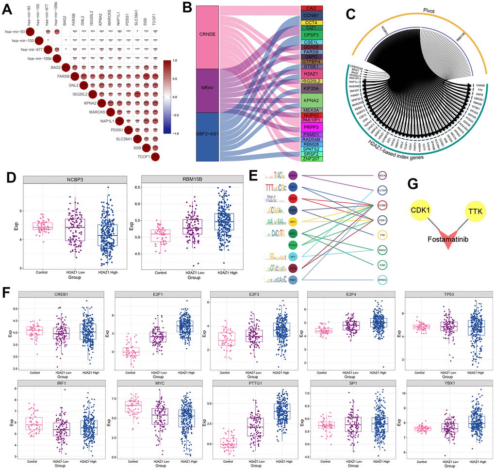 Transcription factor prediction based on H2AZ1-based index. (A) Triangular correlation heatmap - miRNAs showing the regulatory role of miRNAs on the H2AZ1-based index gene set. (B) Sankey diagram showing the regulation of lncRNAs on the H2AZ1-based index gene set. (C) Circle network diagram showing the regulation of RNA-binding proteins (RBPs) on the H2AZ1-based index gene set. (D) Box plots showing the transcriptional expression levels of some RBPs. (E) Bubble line-motif logo showing the regulatory effect of TF on the H2AZ1-based index gene set. (F) Box plots showing transcriptional expression levels of transcription factors (TFs). (G) Network diagram showing potential drug targets of the H2AZ1-based index gene set.