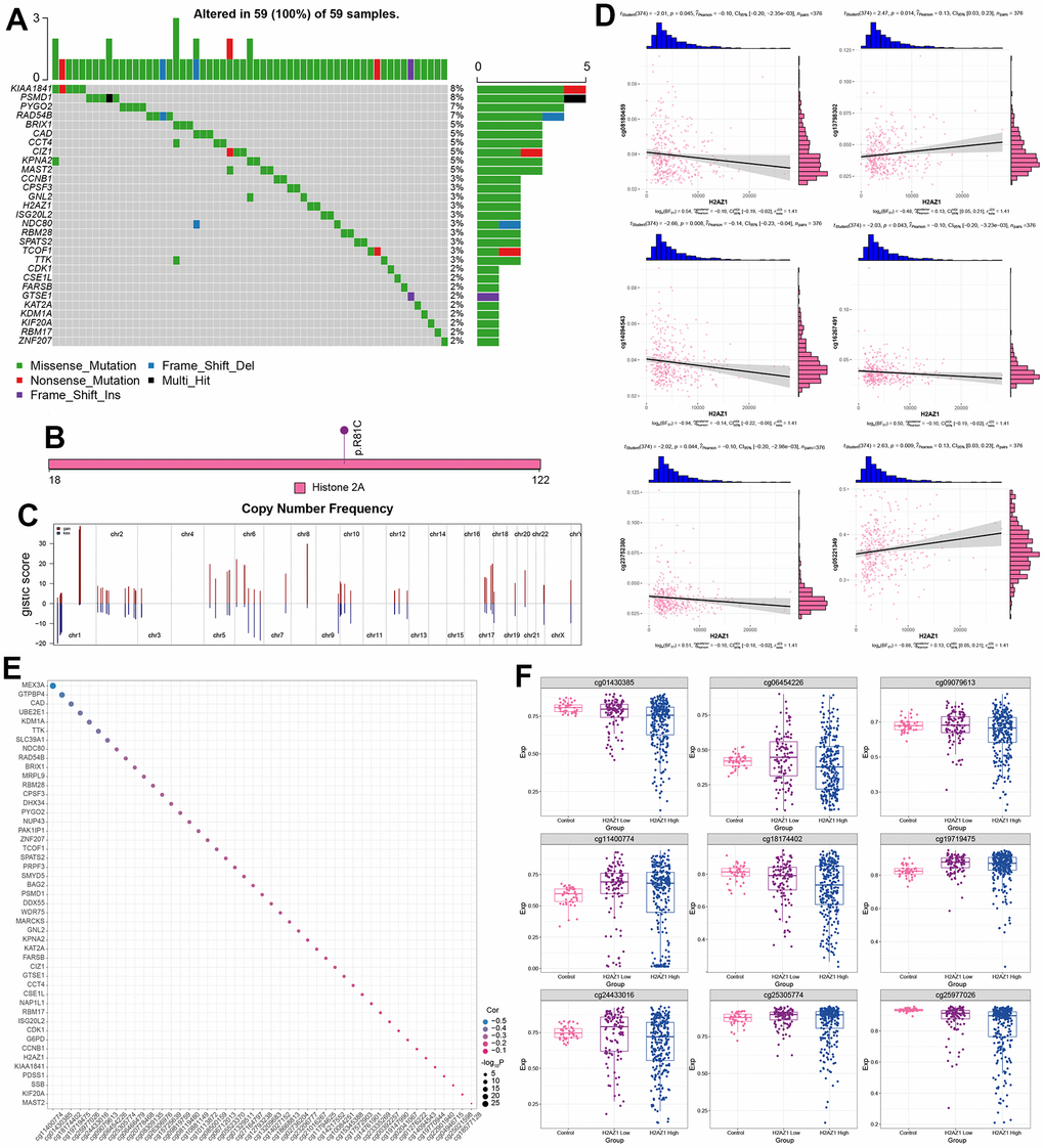 Multi-omics landscape of the global regulatory network of H2AZ1-based index genes. (A) Waterfall plot showing the mutational landscape (SNP) of H2AZ1-based index gene global regulatory network in liver cancer. (B) Lollipop diagram showing details of H2AZ1 mutation in liver cancer. (C) Chromosome bar graph showing the copy number spectrum of H2AZ1-based index gene global regulatory network in liver cancer. (D) Scatter plots of serial correlations showing the correlation of H2AZ1-based index gene global regulatory network in the methylation modification level and transcription level of liver cancer. (E) Bubble plot showing H2AZ1-based index genes are regulated by methylation. (F) Series of box plots showing the methylation level of H2AZ1-based index gene global regulatory network in liver cancer.