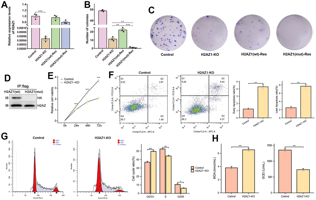 Cell models of H2AZ1 ubiquitination variants of Flag-H2AZ1 (WT) and Flag-H2AZ1 (MUT). (A) Expression of H2AZ1 in the control, H2AZ1-KO, and rescued cell models. (B) Calculation of colony numbers in the control and rescued cell models. Colony numbers comprising more than 50 cells were calculated. (C) Representative images of colony formation assay. (D) Western blotting indicates impaired ubiquitination function after site mutation in H2AZ1. (E) Cellular activity of Control, H2AZ1-KO. (F) Apoptosis ratio of Control, H2AZ1-KO. (G) Cell cycle of Control, H2AZ1-KO. (H) MDA level and SOD activity of Control, H2AZ1-KO.