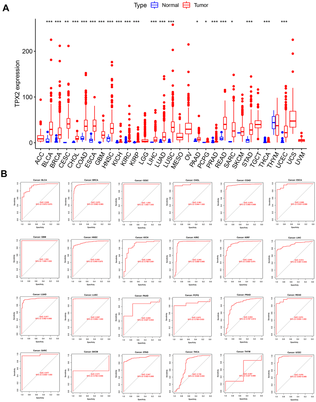 Expression level and diagnostic value of TPX2 in pan-cancer from the TCGA database. (A) Boxplot of the mRNA expression of TPX2 in 31 solid cancer types from the TCGA database. Expression level of TPX2 was presented as FPKM. (B) ROC curve analyses to determine the diagnostic value of TPX2 in the TCGA database. *p