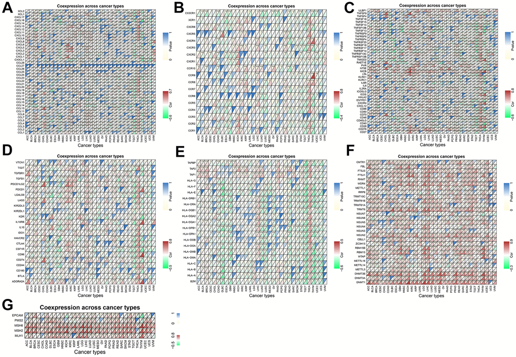 Coexpression of TPX2 with immune-associated genes in 31 cancer types from the TCGA database. (A) Heatmap of the association between TPX2 expression and chemokines. (B) Heatmap of the association between TPX2 expression and chemokine receptors. (C) Heatmap of the association between TPX2 expression and immune activation genes. (D) Heatmap of the association between TPX2 expression and immunosuppressive genes. (E) Heatmap of the association between TPX2 expression and MHC genes. (F) Heatmap of the association between TPX2 expression and DNA methyltransferases. (G) Heatmap of the association between TPX2 expression and MMRs genes.