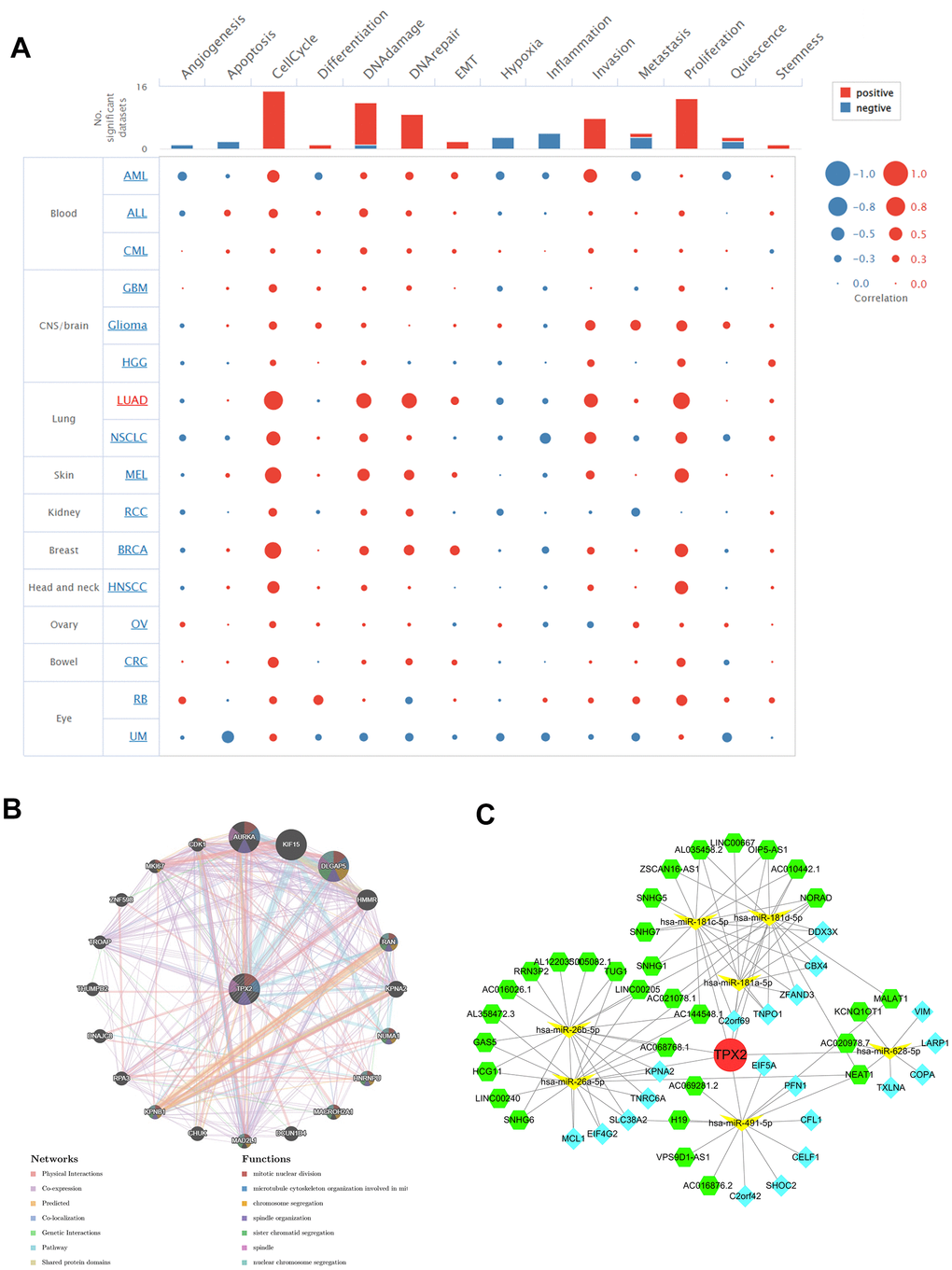 (A) Single-cell functional analysis of TPX2 from the CancerSEA database. (B) A gene-gene interaction network analysis of TPX2 from GeneMANIA database. (C) CeRNA networks of TPX2. Red circle represents the hub gene. Yellow vs represents the miRNAs. Green hexagons represent the lncRNAs. Blue quadrangles represent the circRNAs.