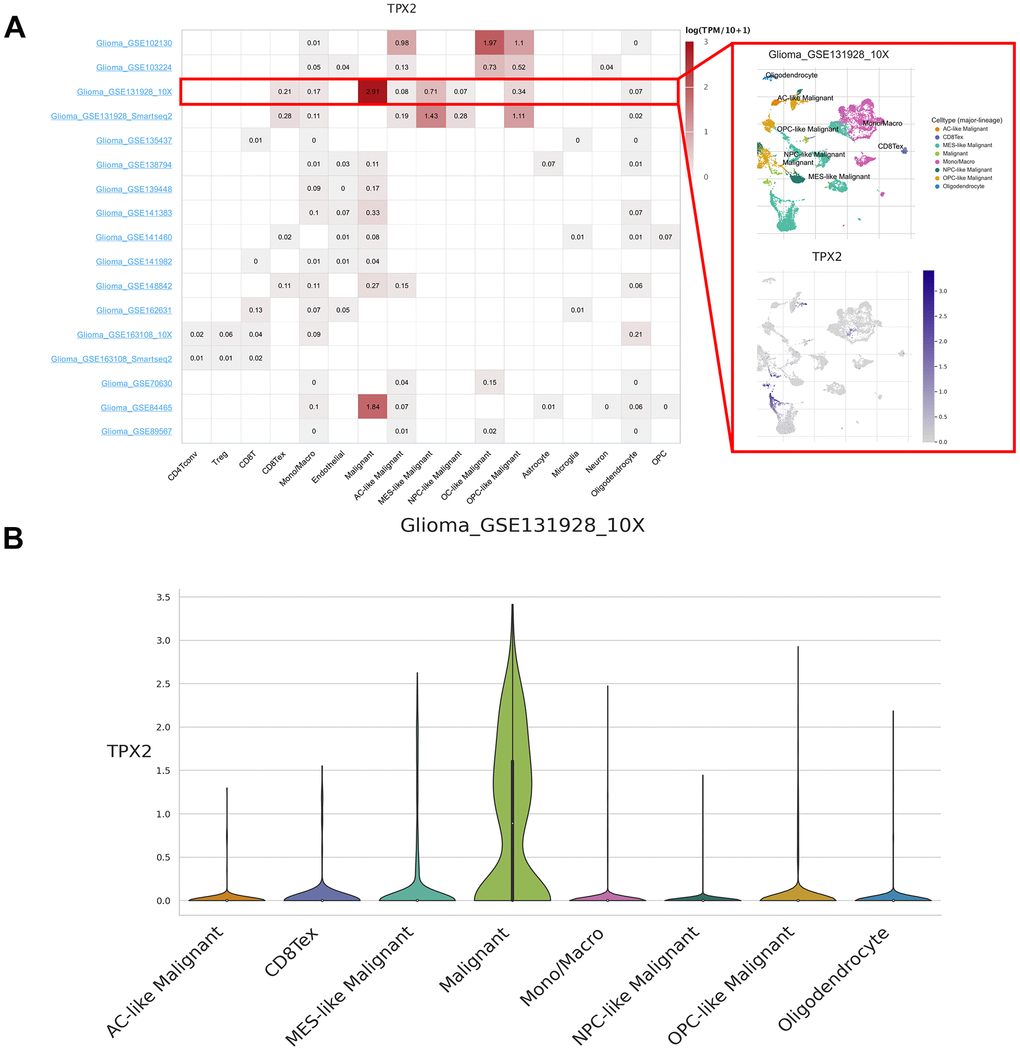 Single-cell expression analysis of TPX2 in glioma. (A) Heatmap of TPX2 expression in 17 glioma datasets (red rectangle: GSE131928