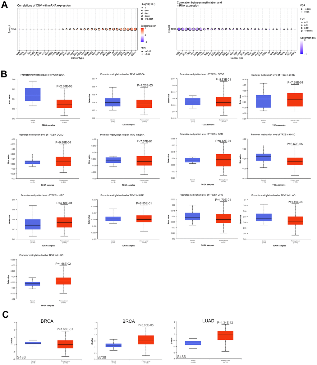 The association of TPX2 expression and CNV, DNA methylation, protein phosphorylation. (A) The association of CNV and expression of TPX2 mRNA using the GSCA analysis (Left). The association of DNA methylation and expression of TPX2 mRNA using the GSCA analysis (Right). Red dots indicate positive association. Blue dots indicate negative association. (B) The promoter methylation level of TPX2 between primary tumor and normal tissues in different cancer types using the GSCA analysis. (C) The phosphorylation level of TPX2 protein between primary tumor and normal tissues in BRCA and LUAD using CPTAC analysis. p-value 