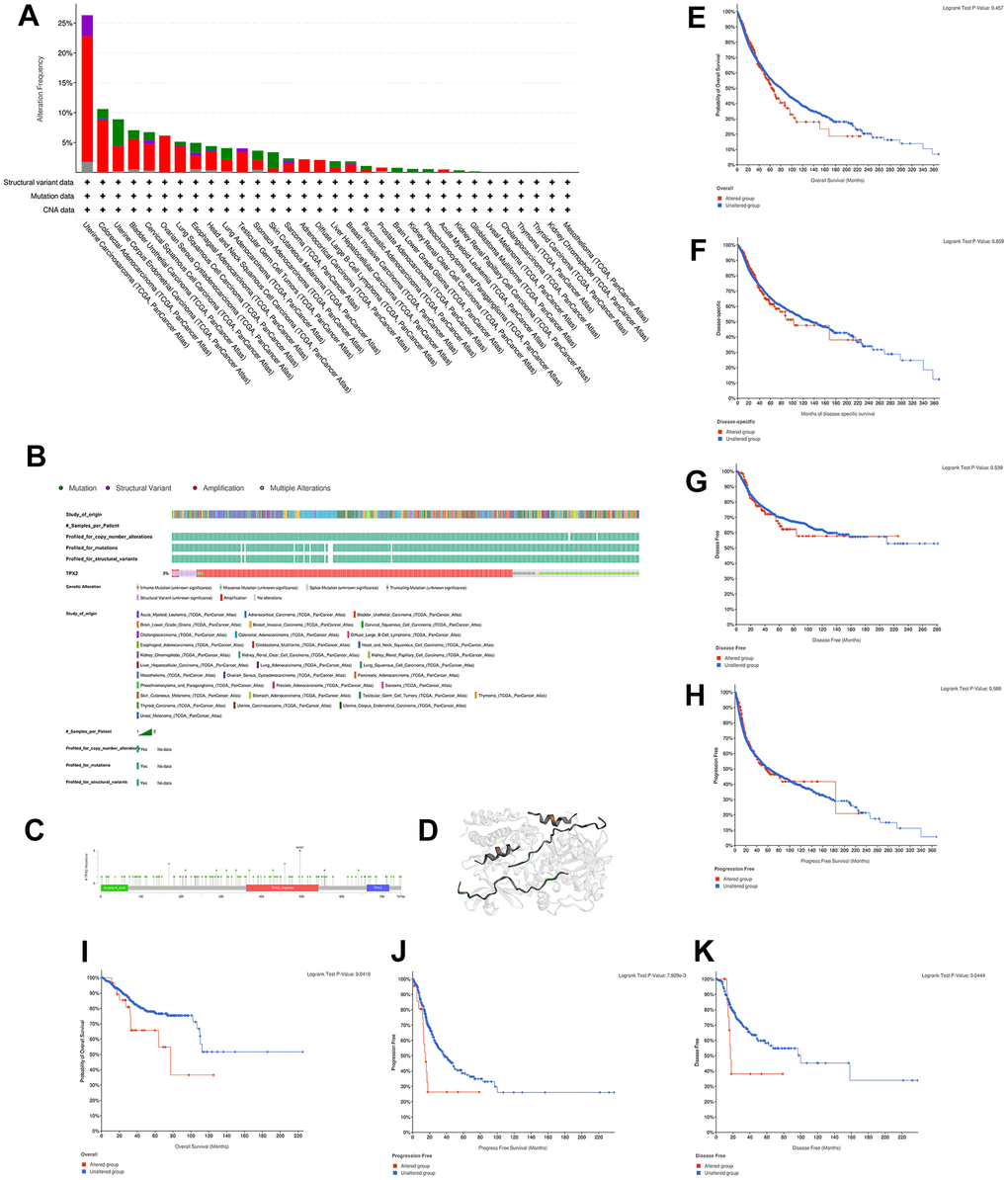 Mutation characteristic of TPX2 in different cancer types. (A) The frequency of TPX2 mutations with mutation type across TCGA cancers by cBioPortal. Red represents amplicaion. Green represents mutation. Purple represents structural variant. Grey represents multiple alterations. (B) OncoPrint visual summary of alterations in a query of TPX2 by cBioPortal. (C) Mutation site of TPX2 displayed by cBioPortal. (D) Corresponding 3D structures of TPX2 displayed by cBioPortal. (E–H) The associations of pan-cancer TPX2 mutation status with OS, DSS, DFS and PFS by cBioPortal. (I–K) The associations of TPX2 mutation status with OS of UCEC patients (I) and survival of LUSC patients ((J) PFS; (K) DFS) by cBioPortal. p-value 