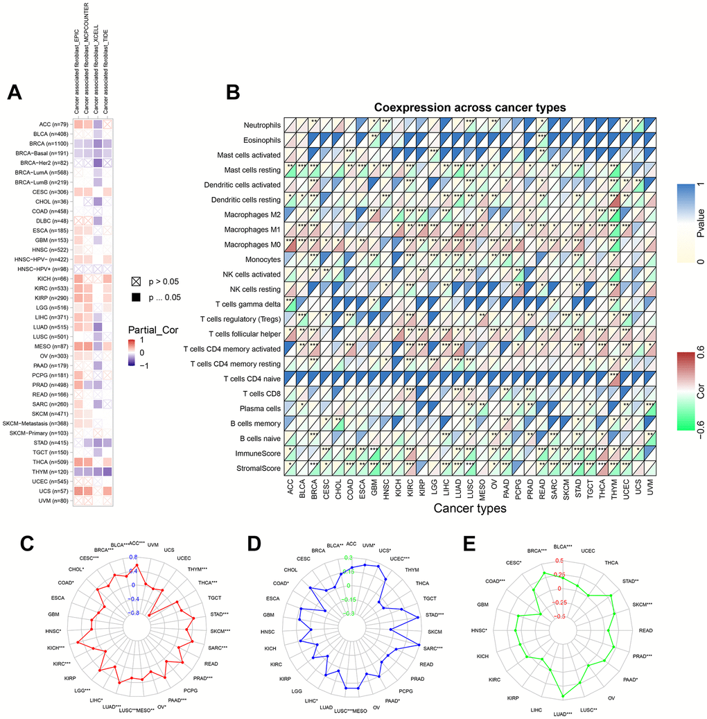 The relationship between TPX2 expression and tumor microenvironment, TMB, MSI and neoantigens in various cancers from TCGA database. (A) The relationship between TPX2 expression and CAF infiltration using the EPIC, MCPCOUNTEER, XCELL and TIDE algorithms. (B) The relationship between TPX2 expression and immune cell infiltration, immune score, and stomal score. (C) Radar map of association between TPX2 expression and TMB. (D) Radar map of association between TPX2 expression and MSI. (E) Radar map of association between TPX2 expression and neoantigens. *p