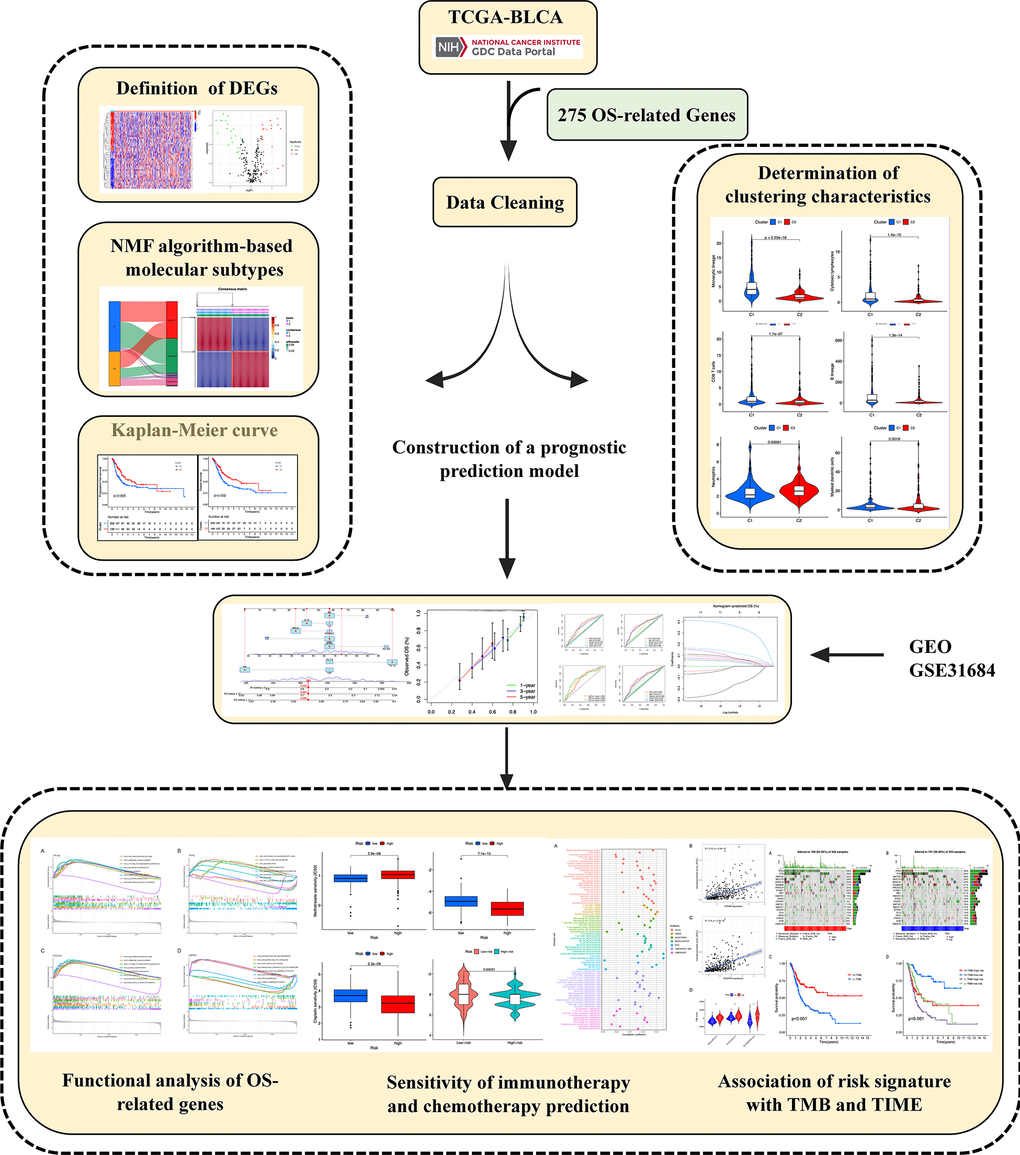 Graphical abstract of construction of a prognostic index associated with oxidative stress signatures in bladder urothelial cancer.