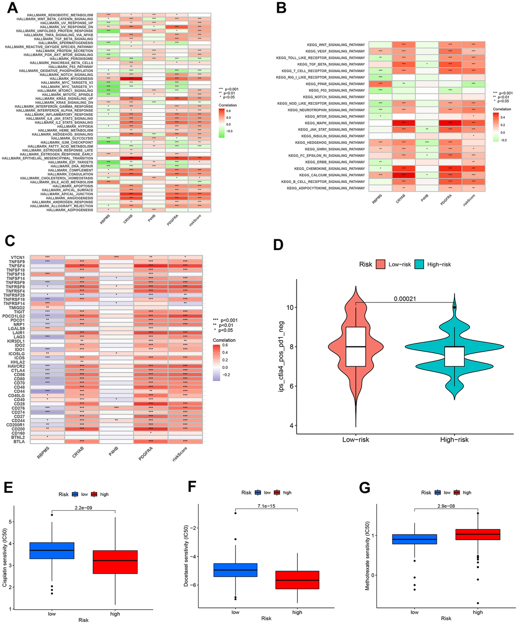 Enrichment pathways for GSVA. The correlation between pathways (A), immune hallmarks (B) and risk scores in the KEGG database. (C) The correlation between immune checkpoint blockade genes and risk scores to predict immunotherapy response. (D) The chemotherapy efficiency estimation in the IPS score distribution map. (E) Cisplatin, (F) Docelaxel and (G) methotrexate sensitivity in the low and high groups.