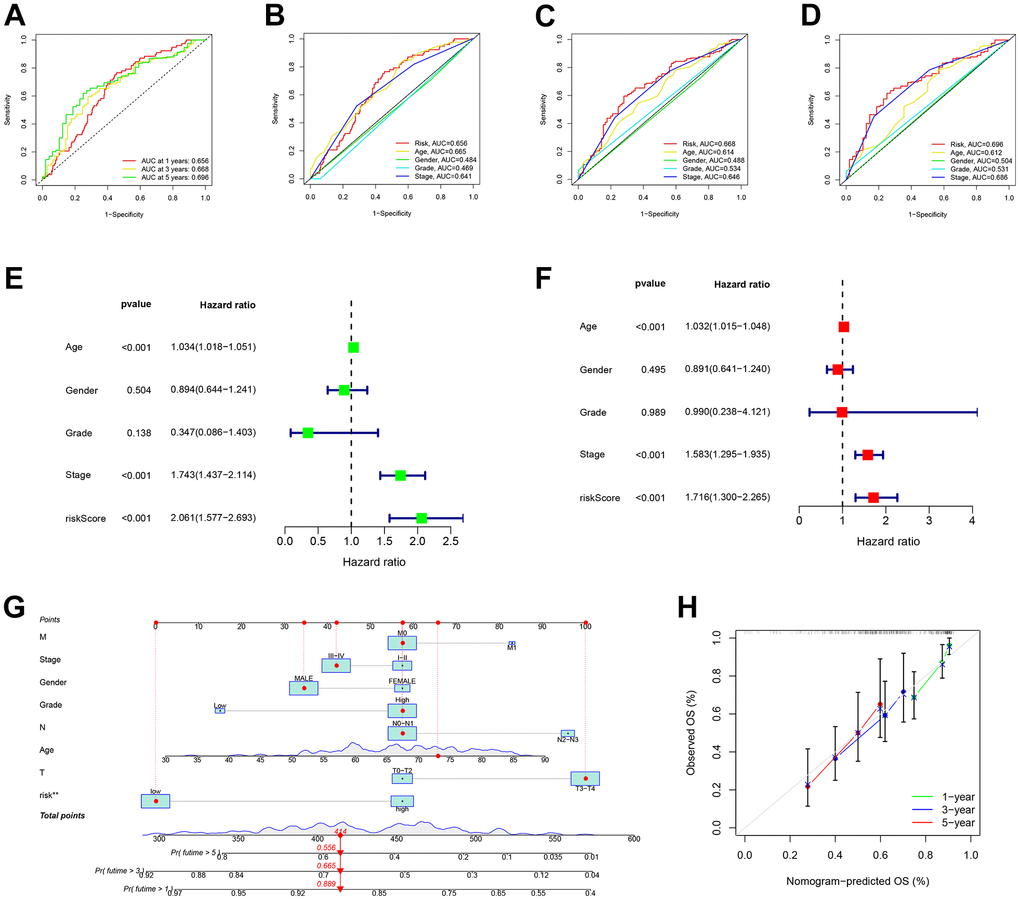 Risk signatures prognosis efficiency validation. (A) The predictive value of prognostic features was validated in the ROC analysis. The area under the curve (AUC) of the risk score to predict the overall survival at 1, 3, and 5 years and (B–D) corresponding other clinicopathological factors. (E) Univariate and (F) Multivariate Cox regression results for overall survival. (G) The predicted survival of BLCA patients by Nomogram, and (H) 1-, 3-, and 5-year nomogram calibration curves.