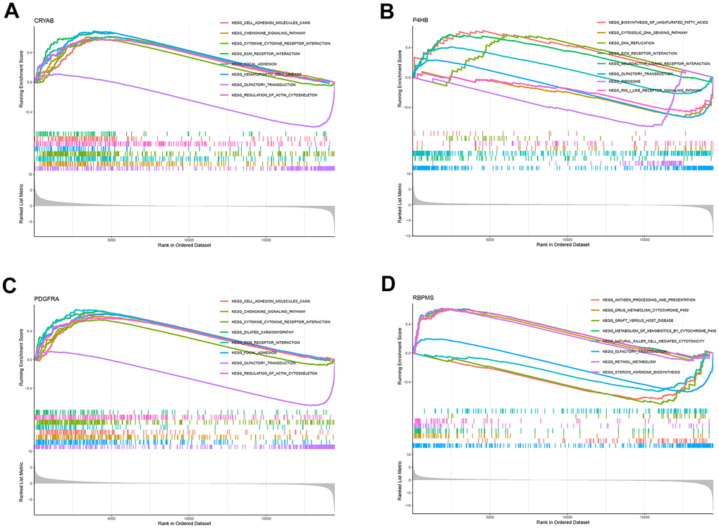 GSEA for samples with high and low expression of 4 central genes. (A) The enriched gene set obtained from KEGG for samples with high CRYAB expression. (B) The enriched gene set obtained from KEGG for samples with high P4HB expression. (C) The enriched gene set obtained from KEGG for samples with high PDGFRA expression. (D) The enriched gene set obtained from KEGG for samples with high RBPMS expression.