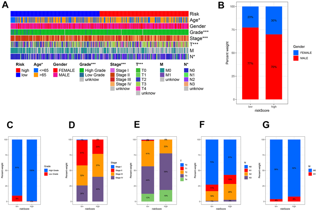 The clinicopathologic feature of the prognostic risk characteristics. (A) The clinicopathologic feature and corresponding risk scores were shown in the heatmap. The clinicopathologic feature incidence (B) Gender, (C) Tumor Grade, (D) Tumor stage, (E) Stage T, (F) Stage N, and (G) Stage M in the low and high-risk groups.