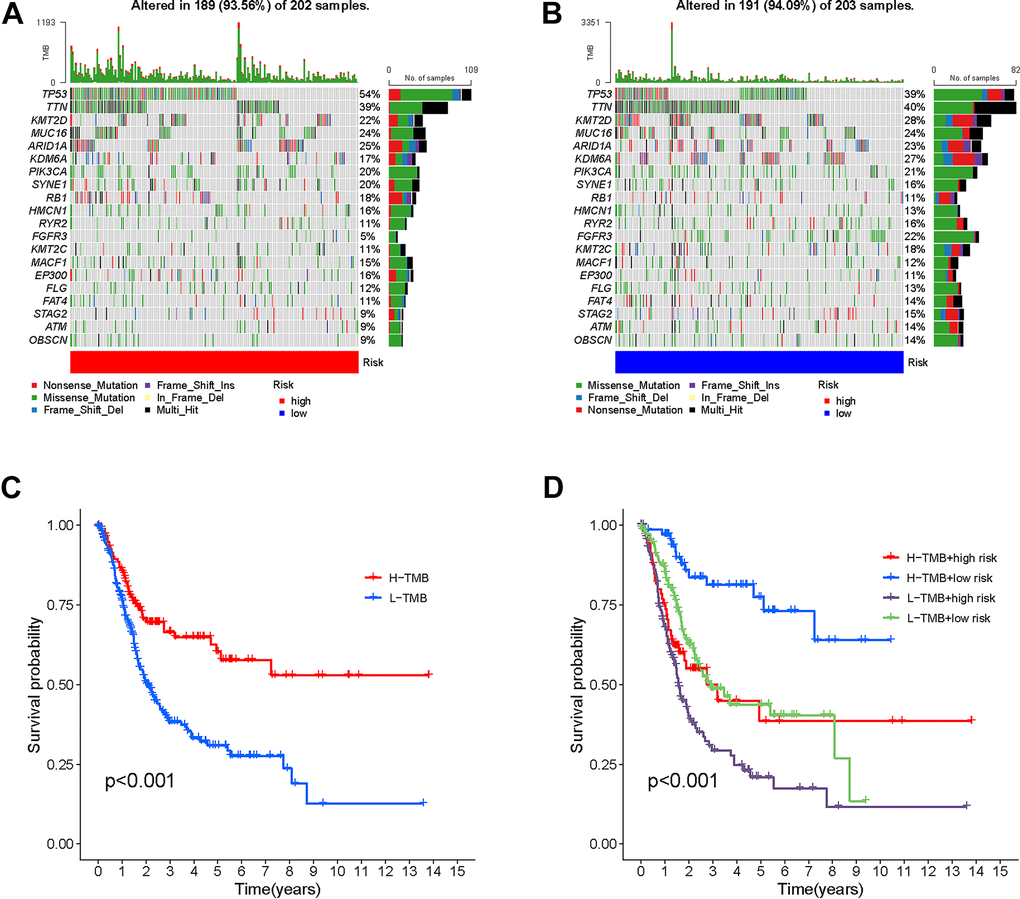 Correlation between risk score and TMB. High risk score. High-risk score (A) and low-risk score (B) were shown in the established oncoPrint. (C) High TMB and low TMB groups were shown in the Kaplan-Meier curve. (D) Kaplan-Meier curve stratification based on TMB and risk signature.