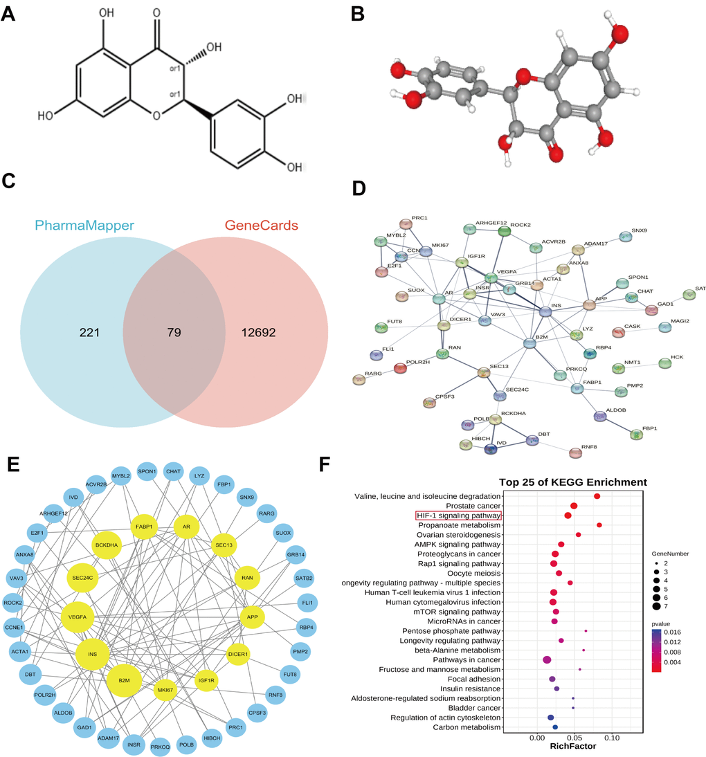 (A) Showed a 2D structural diagram of Taxifolin, (B) showed its 3D structural diagram. (C) Displayed the Interactive Wayne plots of the screening results obtained from the PharmMapper database and the GeneCards database. (D) Showed PPI interactions of the Taxifolin target genes. In (E) PPI plots of the Taxifolin target genes collated by the Cytoscape software were shown. (F) Displayed bubble plots of the KEGG pathway analyses of the key genes.