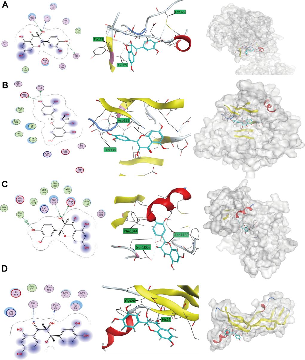 Taxifolin-target protein binding patterns. (A) IGF1R; (B) INS; (C) INSR; (D) VEGFA.