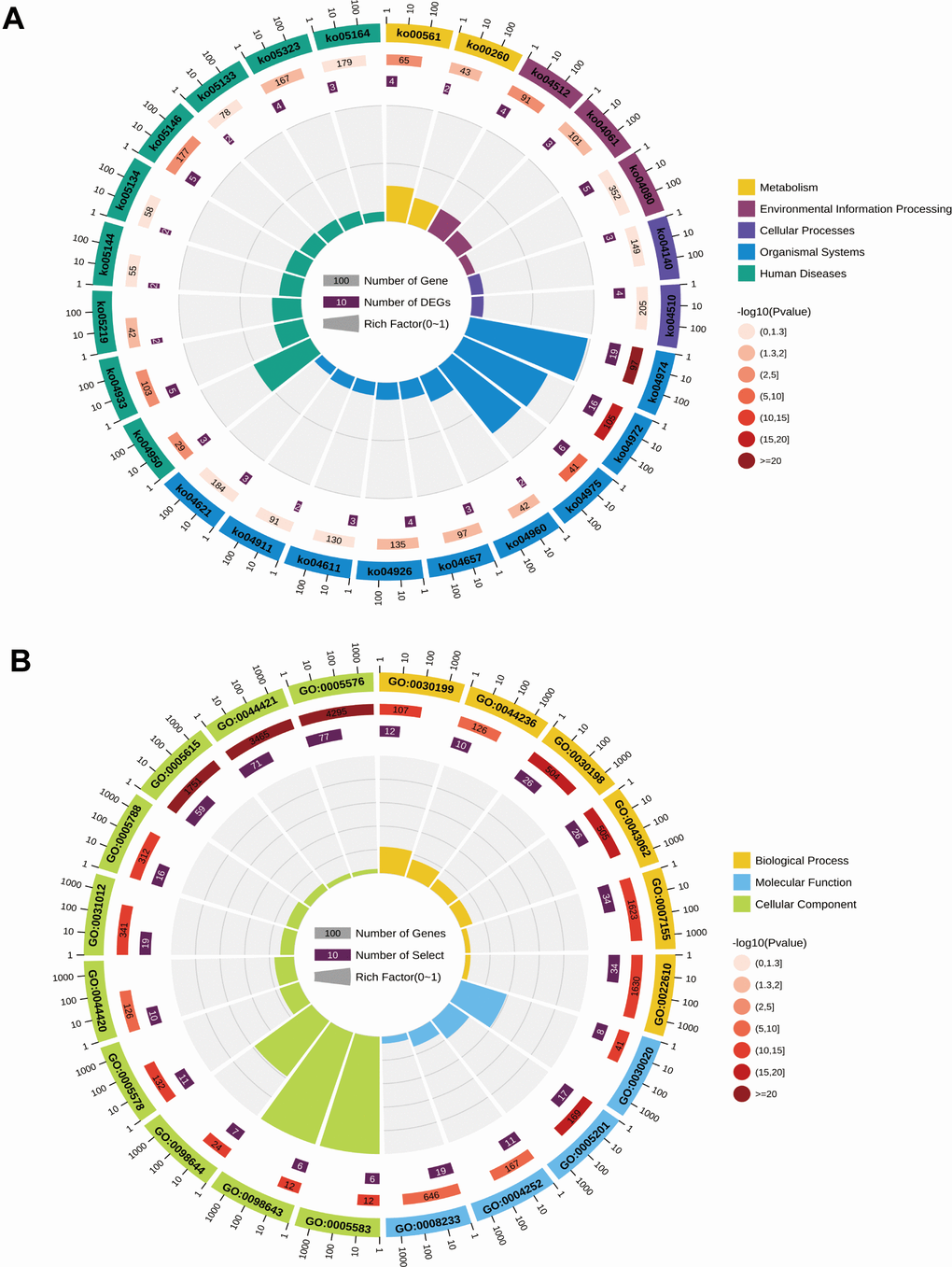 Circle plots of KEGG pathway analysis (A) and GO enrichment analysis (B) for differentially expressed genes in the GSE71989 dataset.