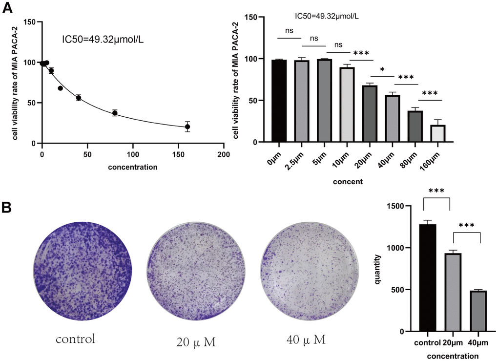 (A) Rate of proliferation inhibition in MIA PaCa-2 pancreatic cancer cells following 48 hours of Taxifolin treatment. (B) The impact of Taxifolin on the clonogenic potential of MIA PaCa-2 pancreatic cancer cells.