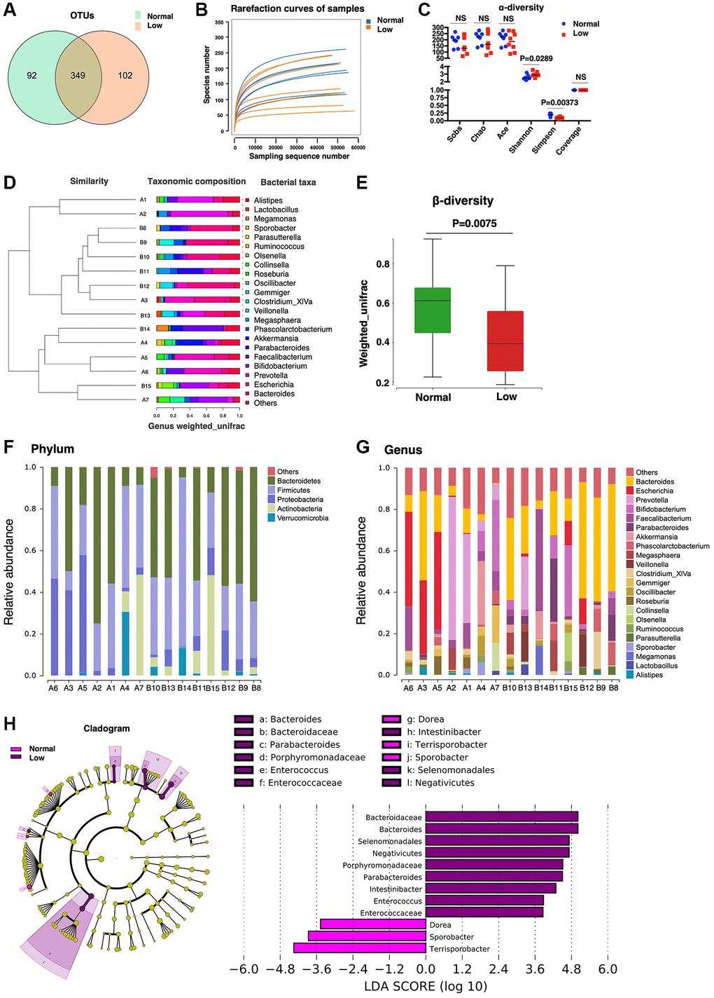 Microbiome analysis. (A) The Core-Pan graph of OTU distribution between the two groups. (B) The rarefaction curve of random sequences per sample and their corresponding number of observed species. (C) Species diversity differences estimated on the basis of the observed Sobs, Chao, Ace, Shannon, Simpson, and Coverage indices. (D) UPGMA cluster analysis of 15 samples at the genus level. A1–A7 represent the normal handgrip strength group; B8–B15 represents the low handgrip strength group. (E) β-diversity box-plot constructed on the basis of Weighted UniFrac analysis between the two groups. (F) The percentages of gut microbiota diversity at the phylum level. (G) The percentages of gut microbiota diversity at the genus level. (H) Linear discriminant analysis (LDA) integrated with effect size (LEfSe). Left: the phylogenetic distribution of microbiota in the Cladogram. Right: the differences in the abundance of microbiota.