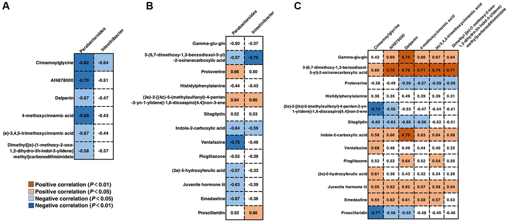 Correlations between gut microbiota and serum/fecal metabolites. (A) Spearman’s correlation coefficient between the genera Parabacteroides and Intestinibacter and serum metabolites. (B) Spearman’s correlation coefficient between the genera Parabacteroides and Intestinibacter and fecal metabolites. (C) Spearman’s correlation coefficient between the serum and fecal metabolites. Differences were considered significant when the p-value was  0.5. If r 