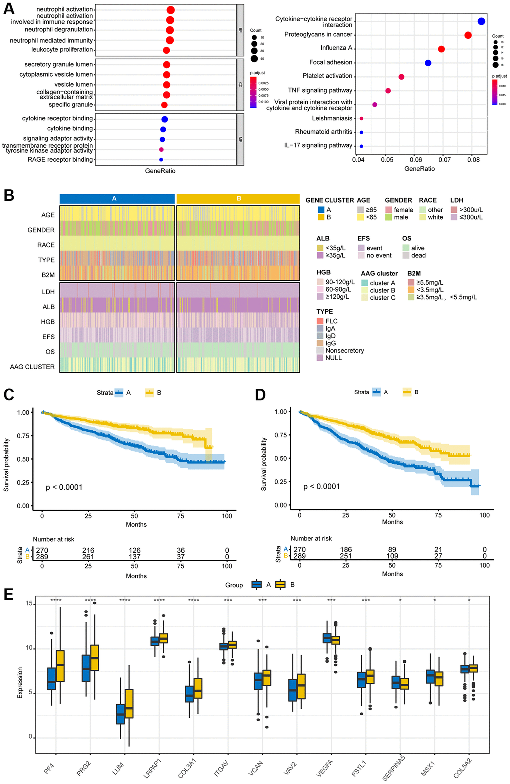 Identification of gene subgroups based on DEGs. (A) GO and KEGG pathway enrichment analyses of DEGs among the three AAG clusters. (B) Cluster diagram of clinical characteristics between the two gene clusters. Overall survival (C) and event-free survival (D) analyses of patients stratified according to gene cluster analysis using Kaplan–Meier curves. (E) Differences in the expression of AAGs between the two gene clusters (*P **P ***P 