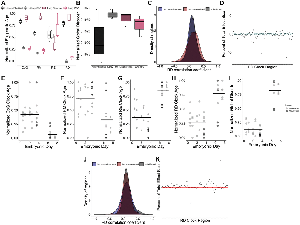 Epigenetic disorder during de-differentiation and development. (A) Epigenetic age predictions using each of the representative epigenetic clocks and (B) global disorder of kidney fibroblasts (black), kidney derived iPSCs (grey), lung fibroblasts (dark purple), and lung derived iPSCs (pink). Plot shows median, upper and lower quartiles, maximum, and minimum. Outliers beyond 1.5 interquartile range are plotted. (C) Distribution of regions which gain (blue) or lose (red) disorder after de-differentiation across correlation coefficients between regional disorder (RD) and age. (D) Effect sizes of de-differentiation on the RD epigenetic clock. Stubbs CpG methylation (E), RM (F), RE (G), and RD (H) epigenetic clock predictions of samples during embryonic development. (I) Global disorder of samples during embryonic development. (J) distribution of regions which gain (blue) or lose (red) disorder during early development across correlation coefficients between regional disorder (RD) and age. (K) Effect sizes of development on the RD epigenetic clock.