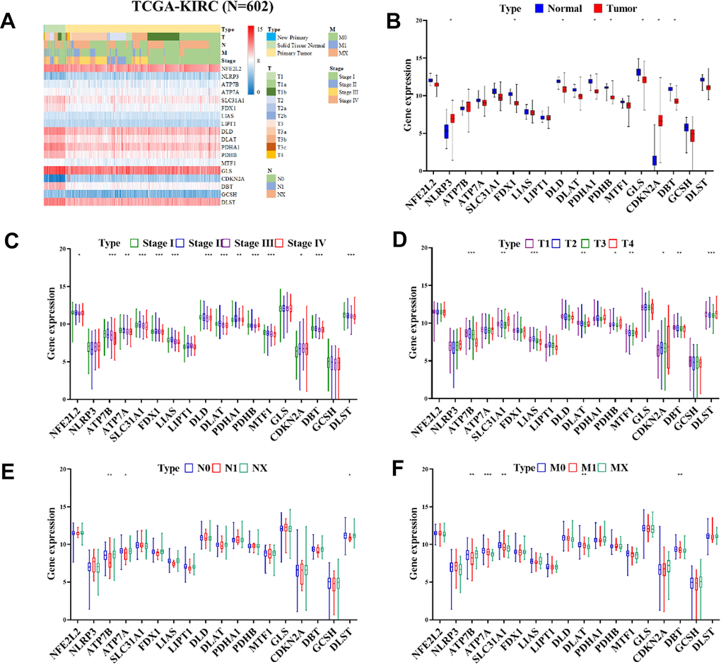 Heatmap displaying the differential expression of CRGs expression in progression of ccRCC. (A) Heatmap displaying the differential expression of CRGs in normal tissues in TCGA-KIRC cohort (n = 602). (B) Expression of CRGs in normal tissues and tumors samples from the TCGA-KIRC cohort by (C) stage, (D) Tumor, (E) Node, and (F) Metastasis.