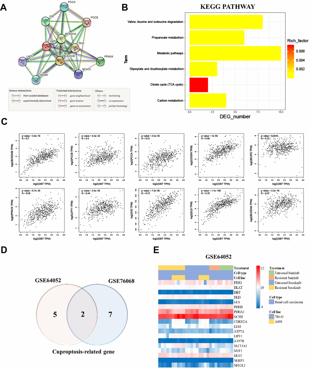 Kyoto Encyclopedia of Genes and Genomes (KEGG) pathway analysis and correlation between DBT and related genes. (A) STRING protein–protein association networks of DBT. (B) KEGG pathway analysis of DBT. (C) Correlation of DBT and related genes. (D) Differential expression of copper apoptosis-related genes (CRGs) in a cohort of resistant RCC. (E) Different colors represent data from different datasets. Overlapping regions correspond to shared differentially expressed CRGs.