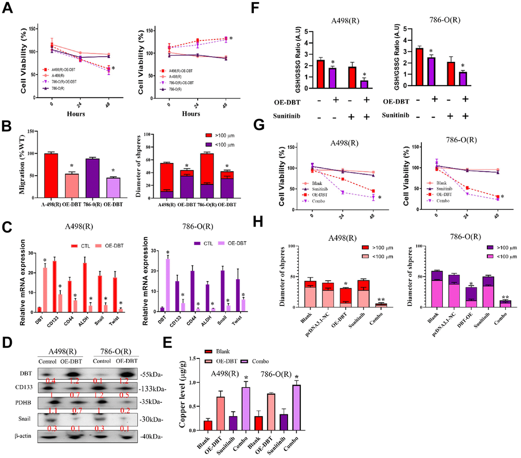 Analysis of DBT overexpression in sunitinib-resistant RCC cell Lines. (A) Cell Viability Assessment: Comparative analysis of cell viability in sunitinib-resistant RCC cell lines, 786(R)-O and A498(R) following transfection with OE-DBT and control plasmid (pCDNA3.1). (B) Wound Healing and Tumor Sphere Formation Assays: Post-24-hour scraping, this figure illustrates the reduced migration rate in DBT-overexpressing cells compared to control RCC cells. Additionally, a decrease in tumor sphere formation diameter is highlighted. (C) RT-qPCR Analysis: Validation of transfection efficiency and assessment of gene expression changes related to copper apoptosis and cell function in DBT-overexpressed RCC cell lines. (D) Western Blot Analysis: Confirmation of successful transfection and evaluation of protein expression alterations corresponding to cellular functions in DBT-overexpressed cells. (E) Intracellular Copper Ion Levels: Depiction of copper ion concentrations within the cells, emphasizing the effect of DBT overexpression. (F) GSH/GSSG Ratio Assay. (G, H) Combination Treatment Efficacy: Demonstrating the impact of combination treatments on re-sensitizing drug-resistant cells. This includes reductions in both tumor sphere formation diameter and cell viability in DBT-overexpressed RCC cell lines. (*p 