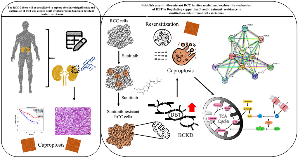 Graphic abstract for executing this research project will provide insight into how cuproptosis affects the development of RCC and the molecular mechanism of drug resistance, and hopefully helps to develop novel therapeutic strategies to treat drug-resistant renal cell carcinoma.