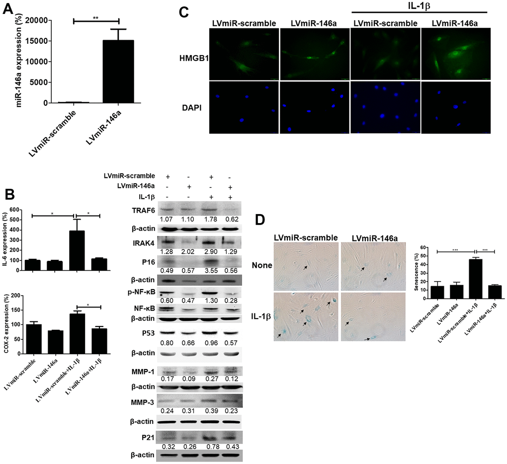 Expression levels of miR-146a, senescent and senescence-associated secretory phenotype (SASP) markers, and senescence-associated β-galactosidase (SA-β-gal) activity in LVmiR-146a-transduiced rat primary tenocytes. (A) QRT-PCR for miR-146a expression levels in LVmiR-scramble-(the control vector) and LVmiR-146a-infected rat tendinopathic tenocytes 72h post-infection. (B) LVmiR-146a- and LVmiR-scramble-transduced tenocytes were stimulated with IL-1β (10 ng/mL) or left unstimulated for 96 h. QRT-PCR for determining IL-6 and COX-2 expression levels. LVmiR-146a- and LVmiR-scramble-transduced tenocytes were stimulated with IL-1β (10 ng/mL) or left unstimulated for 24 h (n = 3). Immunoblotting for TRAF6, IRAK-4, phospho-NF-kB, NF-kB, p53, p21, p16, matrix metalloproteinase-1 (MMP)-1 and -3 expression levels in LVmiR-146a- and LVmiR-scramble-transduced tenocytes. (C) Representative figures of immunofluorescence staining for high mobility group box-1 (HMGB1) expression. LVmiR-146a- and LVmiR-scramble-transduced tenocytes were stimulated with IL-1β (10 ng/mL) or left unstimulated for 96 h. DAPI indicates nuclear staining. Scale bars shown at ×40 magnification correspond to 20 μm. (D) The tenocytes were subjected to subjected to SA-β-gal activity assay. SA-β-gal was identified and counted in five high-power fields (200×) to determine the average percentages of SA-β-gal-positive cells corresponding to total cells (n = 4). Results are representative of at least two independent experiments. Values are represented as the mean ± SEM. *p