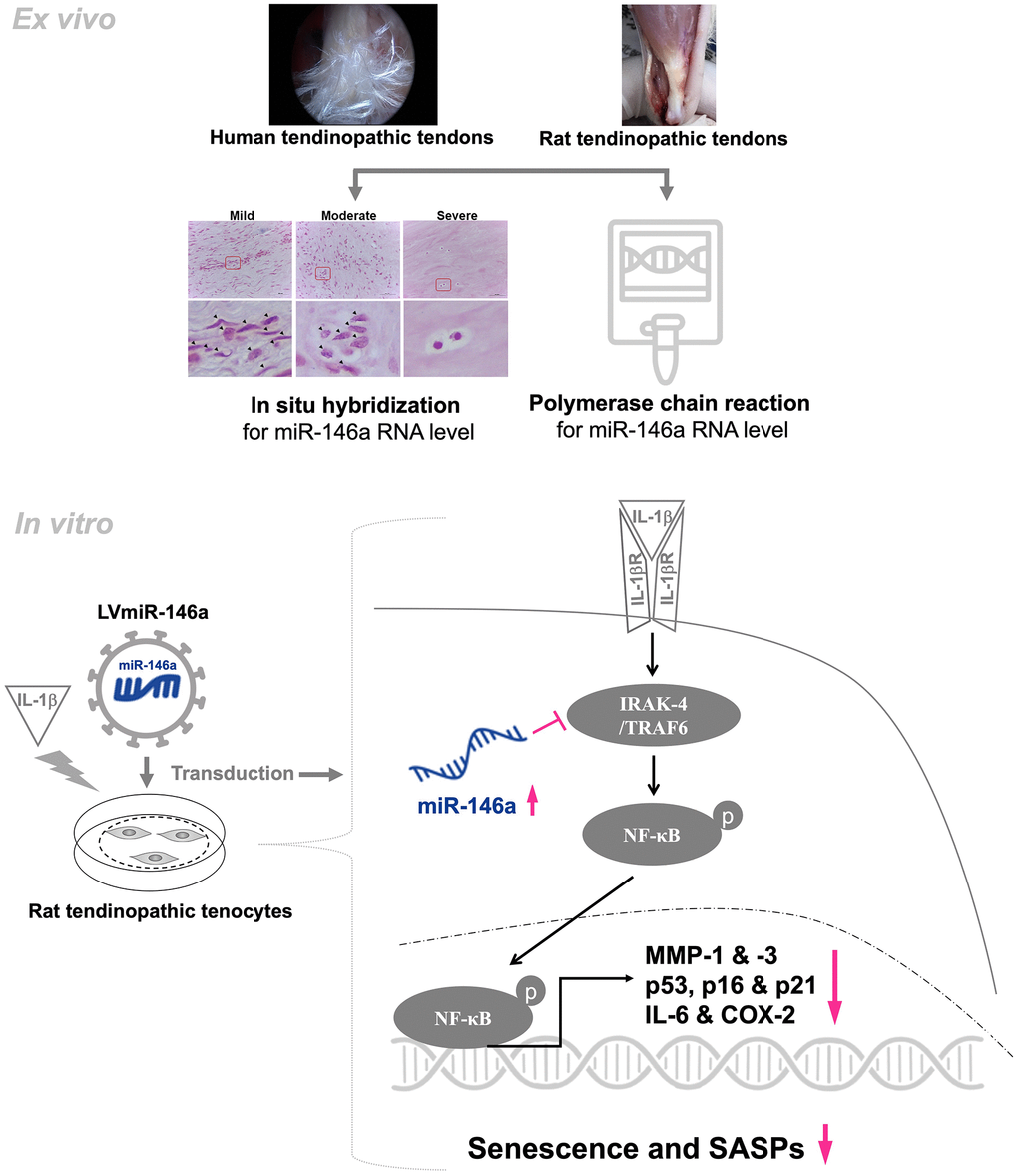 Schematic overview of the working model for regulation of miR-146a in tendinopathy. In human and rat tendinopathic tendons, miR-146a expression was examined by qRT-PCR and in situ hybridization. Compared with healthy controls, miR-146a expression was significantly lower. In tendinopathic tendons, miR-146a-positive cell ratio was negatively correlated with the severity of tendinopathy. Over-expression of miR-146a through lentivirus-mediated gene transduction (LVmiR-146a) ameliorates senescence and SASPs in IL-1β stimulated tendinopathic tenocytes by reducing the levels of p53, p16, p21, IL-6, MMP-1, and-3. The anti-inflammatory effect is achieved by lowering the levels of phospho-NF-ĸB and COX-2. Furthermore, in the present experimental settings, overexpression of miR-146a downregulates the expression levels of target molecules, including IRAK-4 and TRAF6.