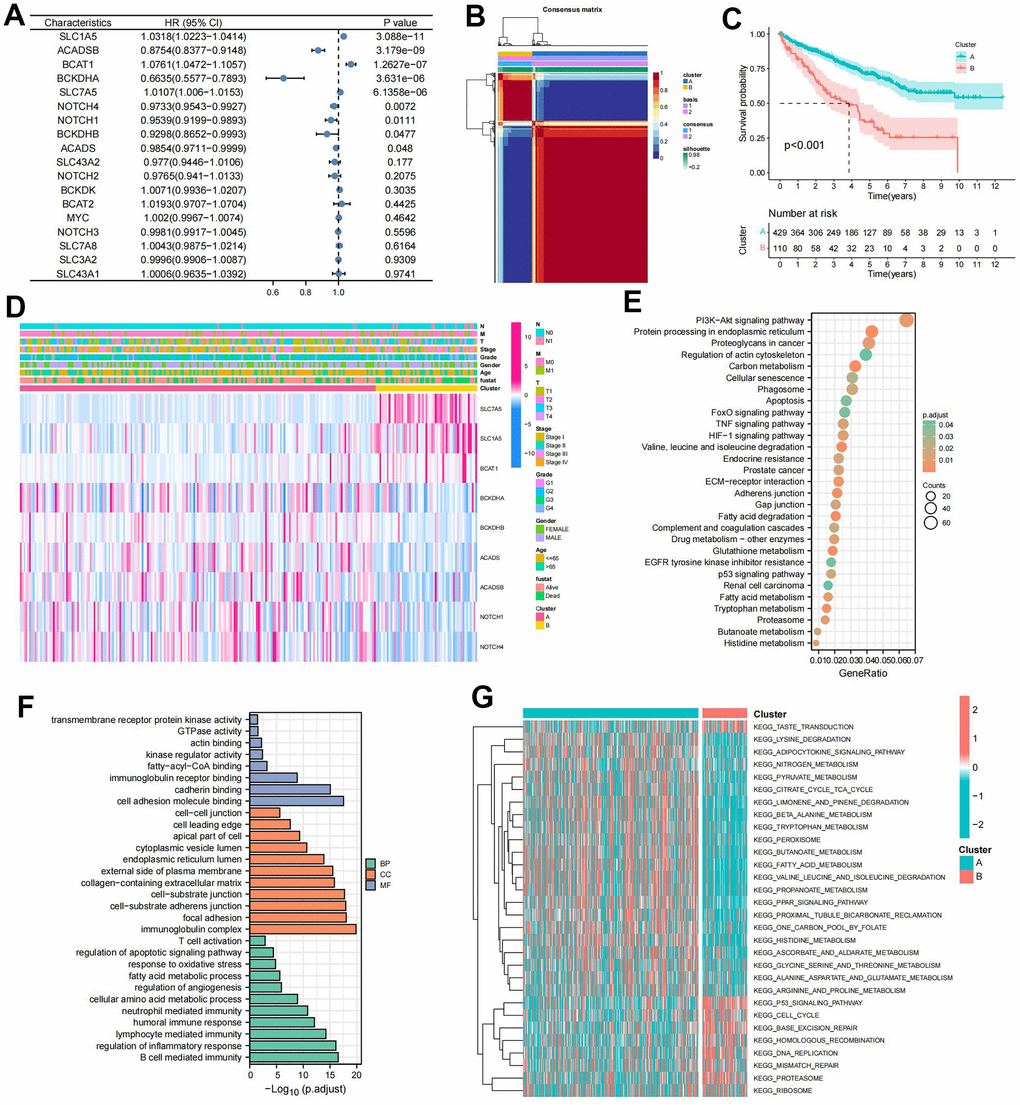 Prognostic and biological characteristics of the branched chain amino acids (BCAA) metabolism-related clusters. (A) Results of univariate cox analysis of BCAA metabolism-related genes. (B) Consensus map for non-negative matrix factorization (NMF) clustering. (C) The Kaplan-Meier (KM) survival curve of BCAA metabolism-related clusters. (D) Heatmap showing the correlations with clinicopathological characteristics based on results of the cluster analysis. (E) Kyoto encyclopedia of genes and genomes (KEGG) pathway enrichment of differentially expressed genes (DEGs) between clusters A and B. The enriched items were analyzed by using gene counts and adjusted p-values. (F) Gene ontology (GO) functional annotation analysis of DEGs between clusters A and B, including enriched biological processes (BP), cellular components (CC), and molecular functions (MF). (G) Results of Gene Set Variation Analysis (GSVA) enrichment analysis between clusters.