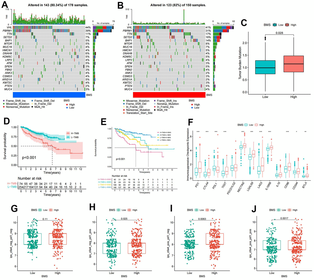 Mutation and immunotherapeutic responses of BMS groups. (A, B) Waterfall plots of somatic mutations in tumors in high-and low-BMS groups. (C) Differential expression of Tumor Mutation Burden (TMB) between high- and low-BMS groups. (D) Survival analysis between high- and low-TMB groups. (E) Survival analysis of distinct groups stratified by both TMB and BMS. (F) Differential expression of immunosuppressive checkpoints between high- and low-BMS groups. (G–J) The relative probability of response to anti-CTLA4 and/or anti-PD1 combination immunotherapy between high- and low-BMS groups. Wilcox test was used, and the asterisks represent the statistical P-value (*p p p 