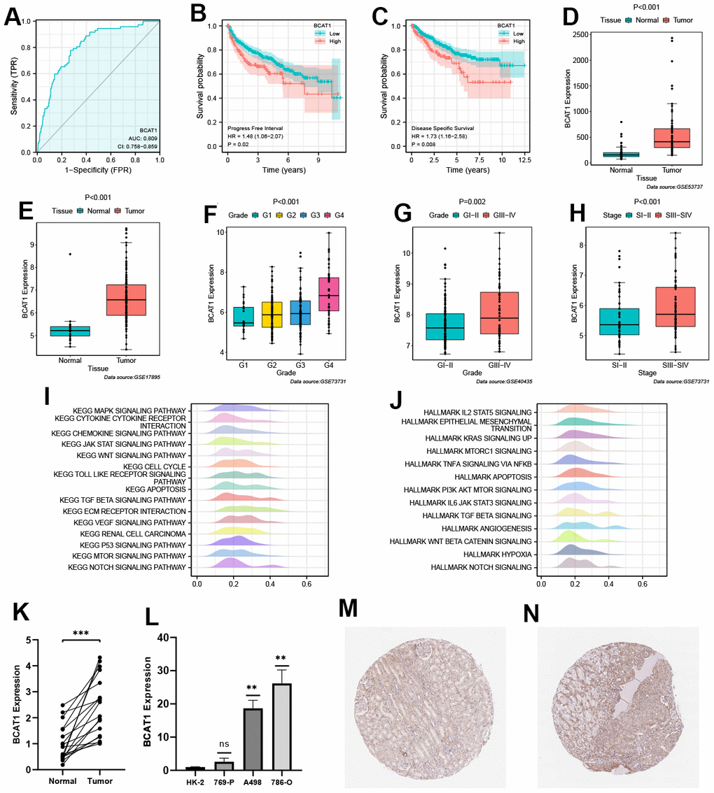 Validation of prognostic value and biological features of branched-chain amino acid transaminase 1 (BCAT1). (A) Time-dependent ROC curve of BCAT1 in ccRCC. (B, C) Kaplan-Meier survival curves of high- and low-BCAT groups in ccRCC (B: Progress Free Interval (PFI); C: Disease-Specific Survival (DSS)). (D–H) Validation of the correlation between BCAT1 expression and clinicopathological variables in ccRCC (D: GSE53737; E: GSE17895; F and H: GSE73731; G: GSE40435); (I) Results of Gene Set Enrichment Analysis (GSEA) analysis of BCAT1-enriched KEGG pathways. (J) Results of GSEA analysis of BCAT1-enriched HALLMARK pathways. (K) Comparison of mRNA expression levels of BCAT1 between ccRCC and adjacent cancerous tissues. (L) Comparison of mRNA expression levels of BCAT1 in HK-2 and RCC cell lines. (M, N) Immunohistochemistry (IHC) staining of BCAT1 in clinical ccRCC tissues (N) and adjacent cancerous tissues (M).