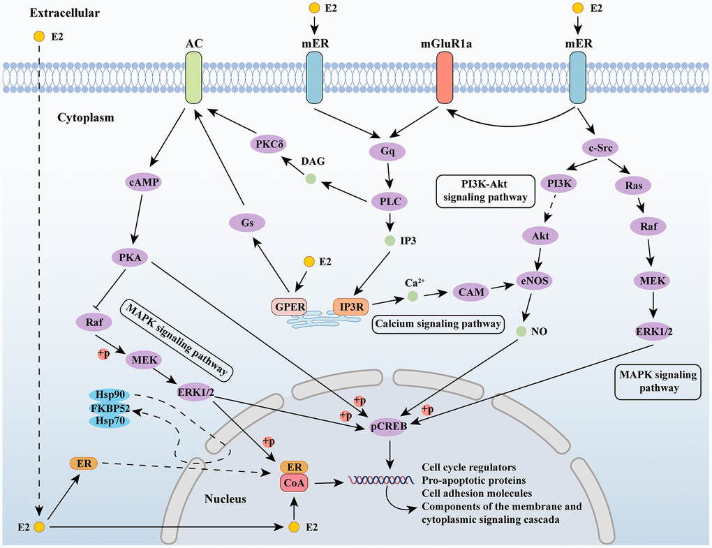 Estrogen-related signaling pathways. Abbreviations: E2: estradiol; AC: adenylate cyclase 1; ER: estrogen receptor; mGluR1a: metabotropic glutamate receptor subtype 1a; cAMP: cyclic adenosine monophosphate; PKA: protein kinase A; MEK: mitogen-activated protein kinase; ERK1/2: extracellular signal-regulated kinase 1/2; Gs: guanine nucleotide-binding proteins; GPER: G protein-coupled estrogen receptor; PKCδ: protein kinase C delta; DAG: diacylglycerol; PLC: Portland Limestone Cement; IP3: inositol 1,4,5-trisphosphate; IP3R: IP3 receptor; CAM: crassulacean acid metabolism; PI3K: phosphoinositide 3-kinase; eNOS: endothelial nitric oxide synthase; c-Src: cellular Src; pCREB: phosphorylated cyclic AMP response element binding; CoA: nuclear receptor coactivator.