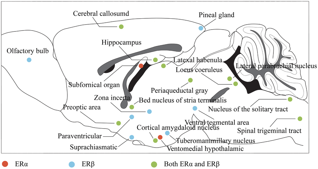 Distribution of estrogen receptors in the brain. The color represents the projection of the corresponding brain region in the sagittal plane of the brain, where red indicates that the region mainly expresses ERα, blue indicates that the region mainly expresses ERβ, and green indicates that the region expresses both ERα and ERβ.