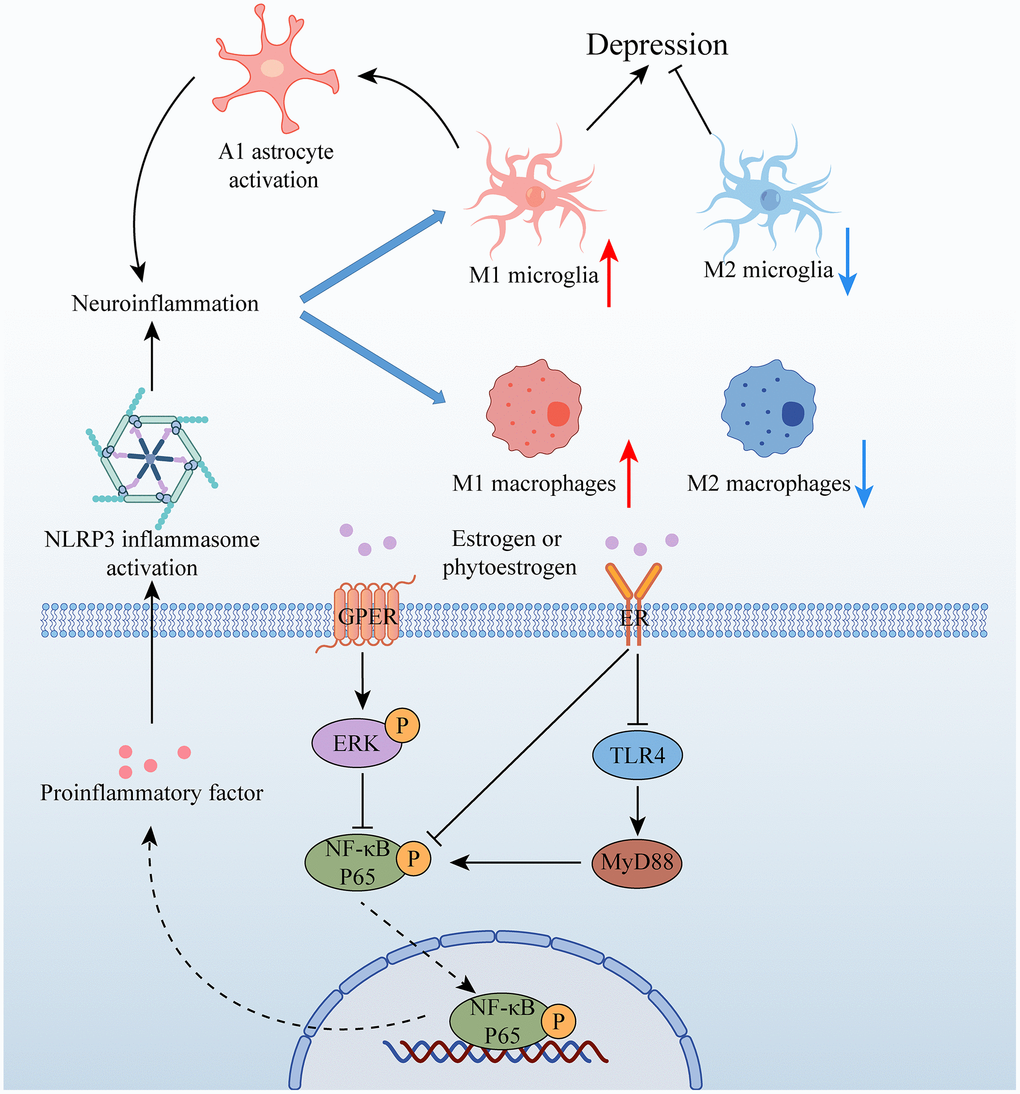 Relationship between estrogen and neuroinflammation in depression. Abbreviations: GPER: G protein-coupled estrogen receptor; ER: estrogen receptor; ERK: extracellular signal-regulated kinase; NF-κB P65: nuclear factor kappa-B P65; TLR4: toll-like receptor 4; MyD88.