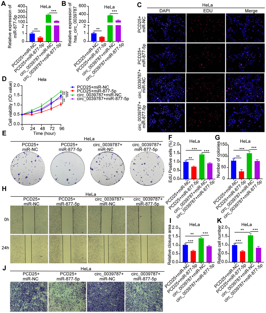 Reversal of carcinogenic effects of circ