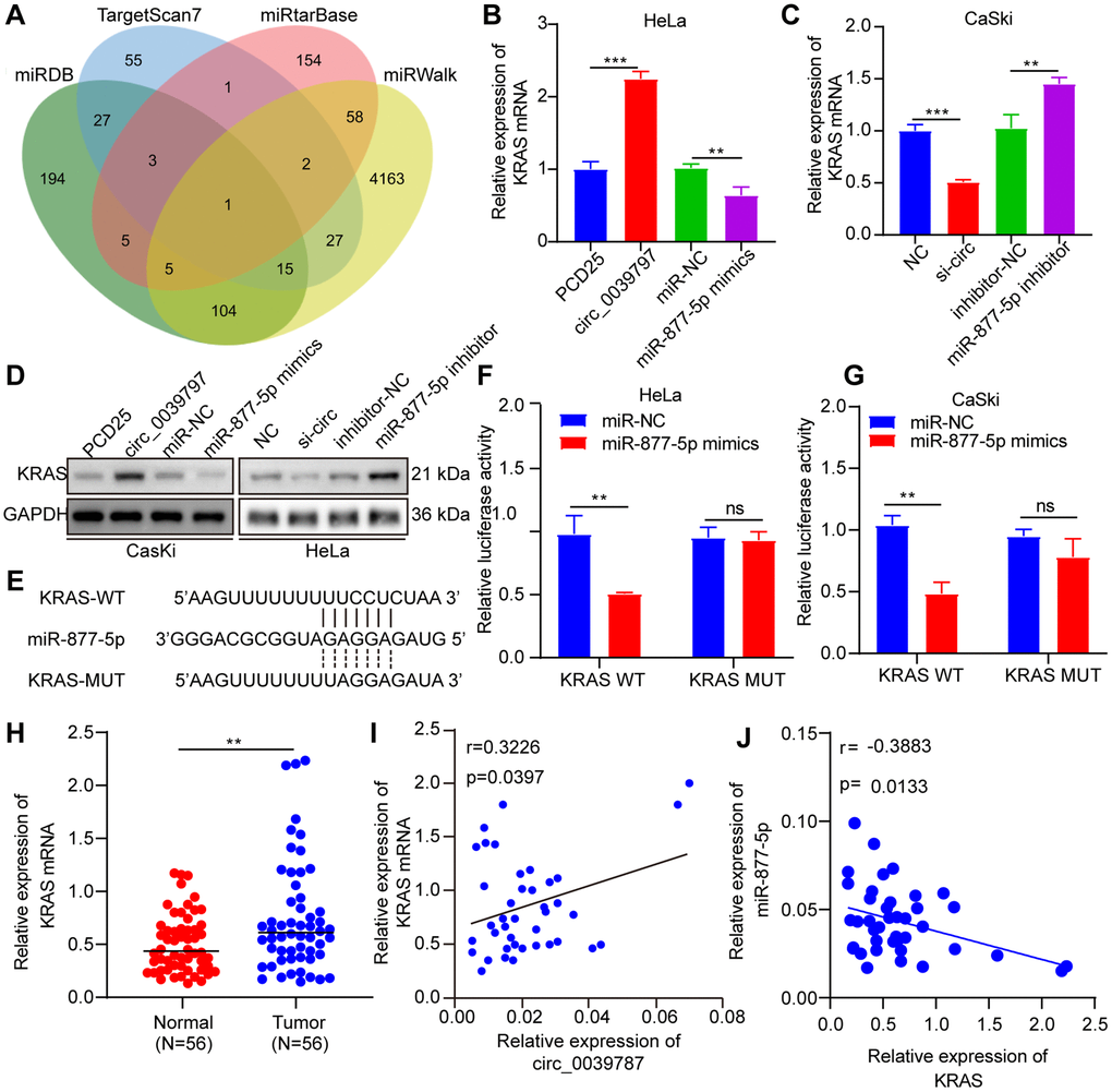 KRAS is a functional target of miR-877-5p. (A) Prediction of miR-877-5- target genes (B, C) KRAS mRNA levels. (D) KRAS protein levels. (E) Prediction of miR-877-5p and KRAS binding site. (F, G) Luciferase reporter assays of KRAS-WT and KRAS-MUT. (H) KRAS mRNA levels in CC and paracancerous tissues, N = 56. (I) Correlations between circ